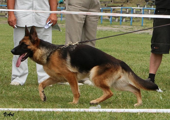 Овчарка рабочего разведения. Питомники рабочего разведения. Племенная немецкая овчарка. Питомники рабочего разведения. Немецкая овчарка зонарного окраса.