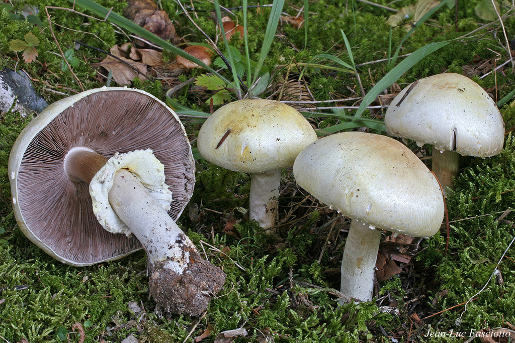 Quels sont les agarics toxiques ?