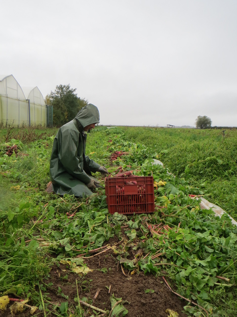 récolte sous la pluie!