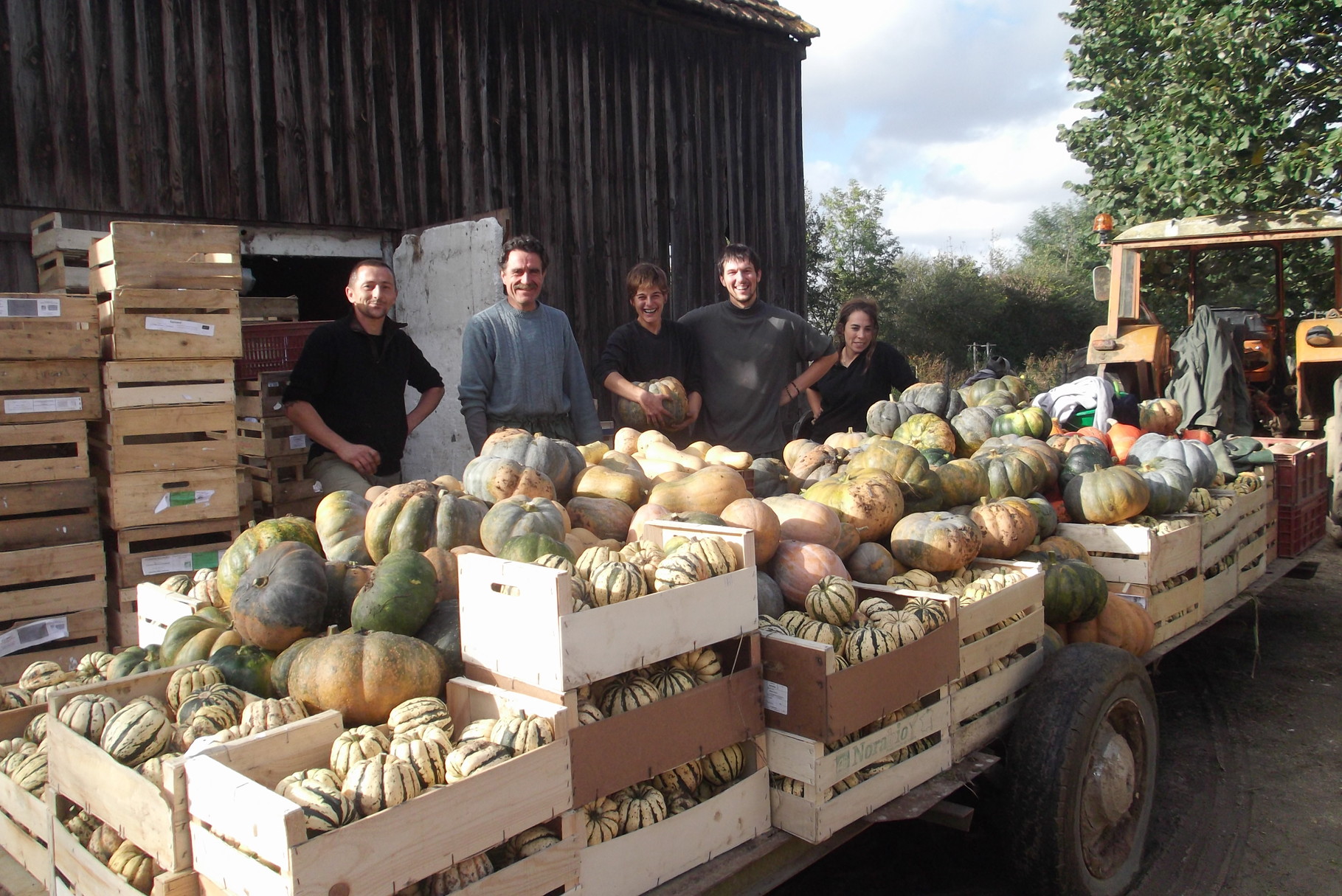 récolte de courges