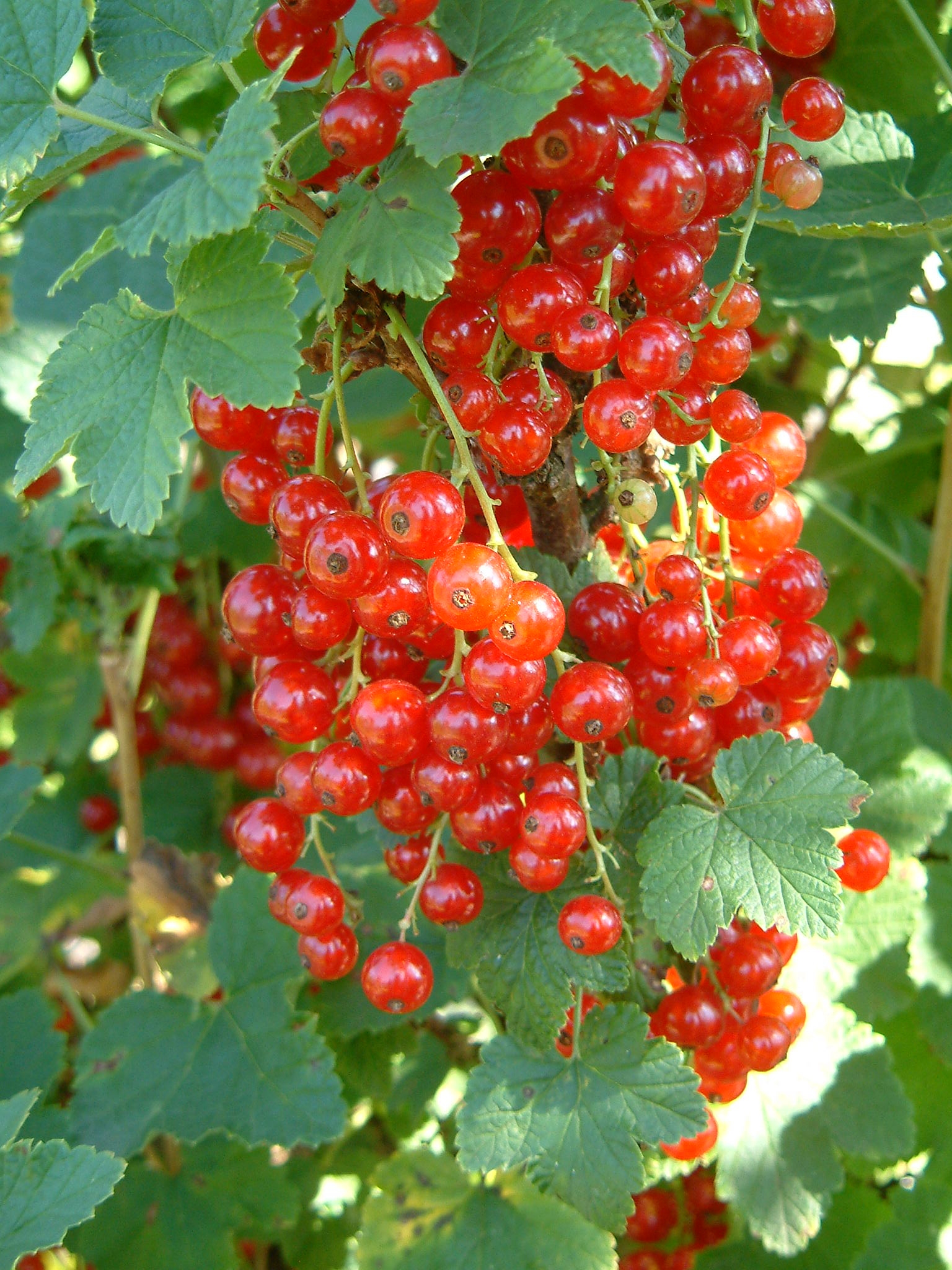 Johannisbeeren