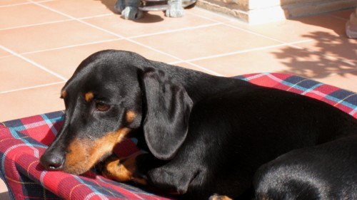 Brutus