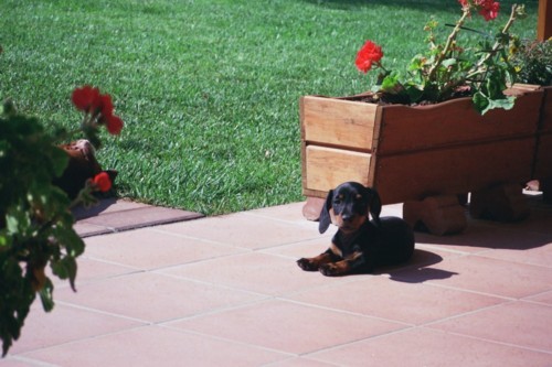Brutus cucciolo fortunatissimo.....