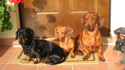 da sinistra: Brutus, Lady e Lord