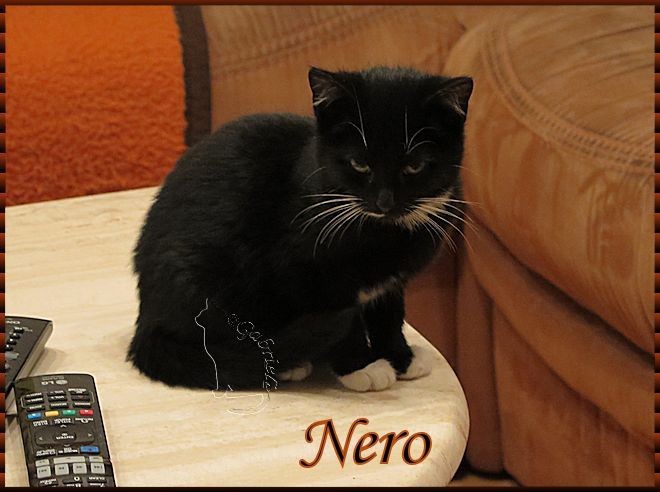 Nero taut auch langsam auf. Er erkundet immer alles.