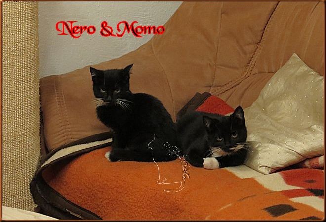 Nero und Momo entdecken die Couch.