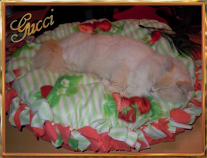 Gucci gefällt sein neues Kissen !