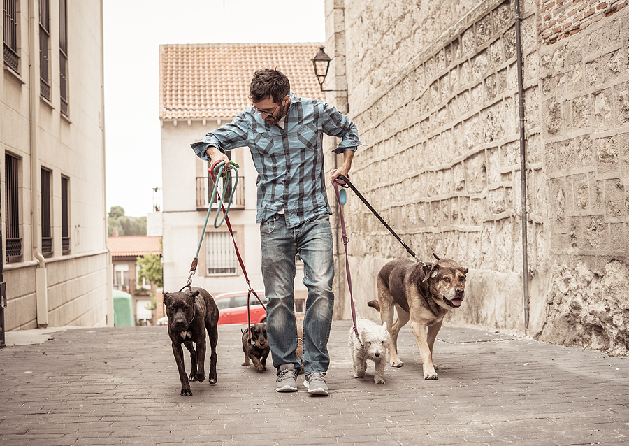 A Texas Mail Carrier's Act of Love Shows Why Your Pets Need a Plan Too