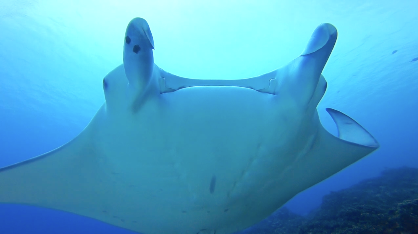 3. What Marine Life Can You See While Diving in Bora Bora?