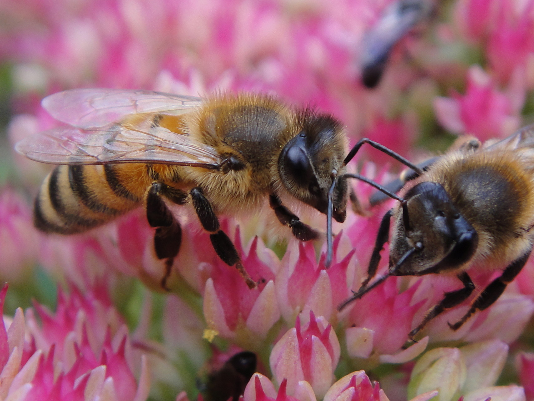 Fotografie - Bienen