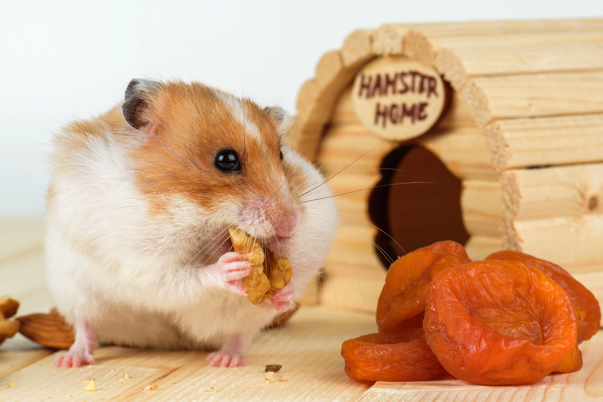 5. Goldhamster: Welches Schlafhaus braucht dein Goldhamster?