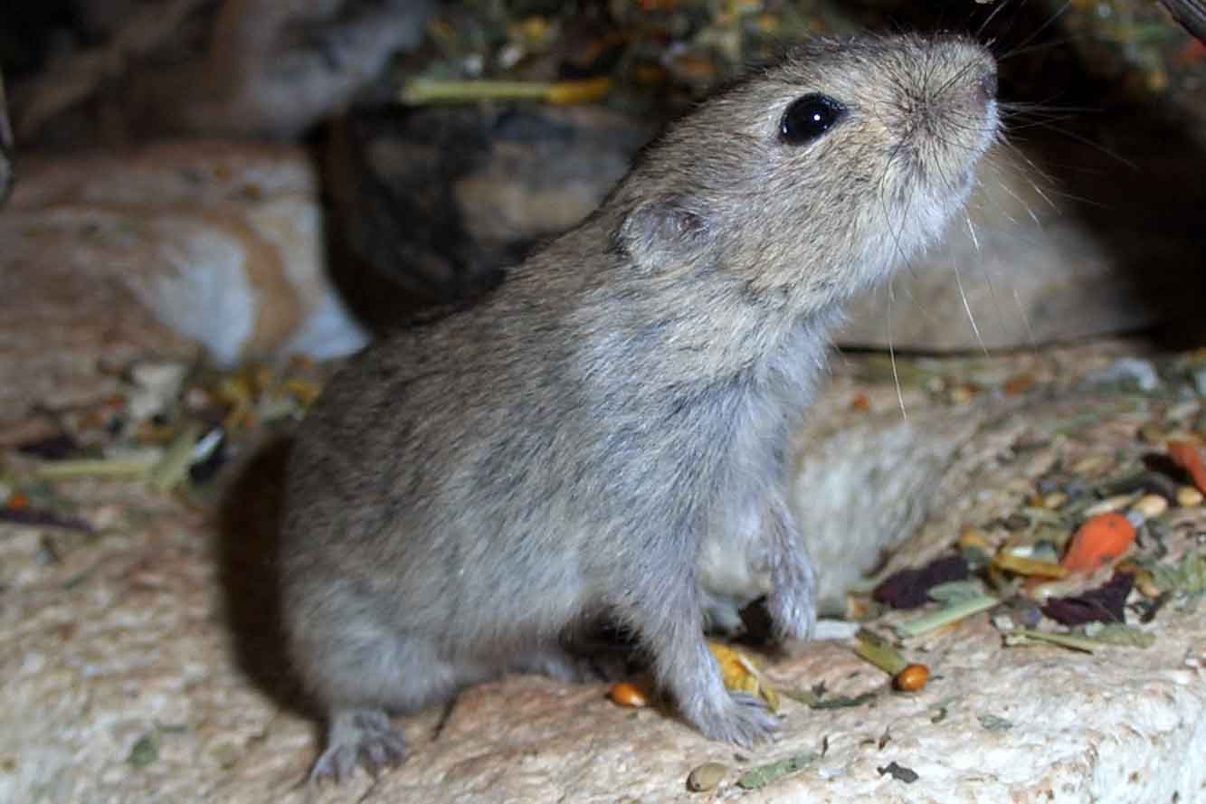 Steppenlemming Photo: B. Grendelmeier
