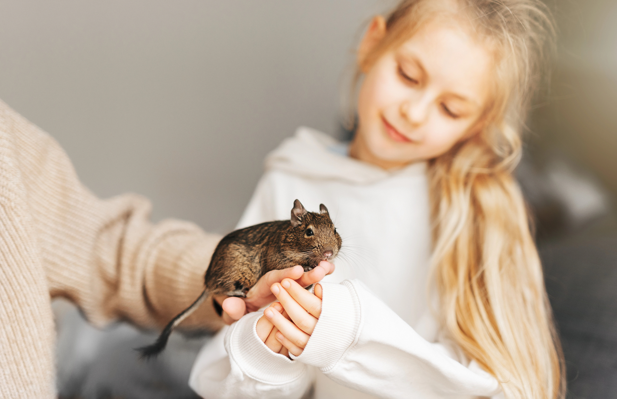 1. Degu -Sind es wirklich Haustiere?