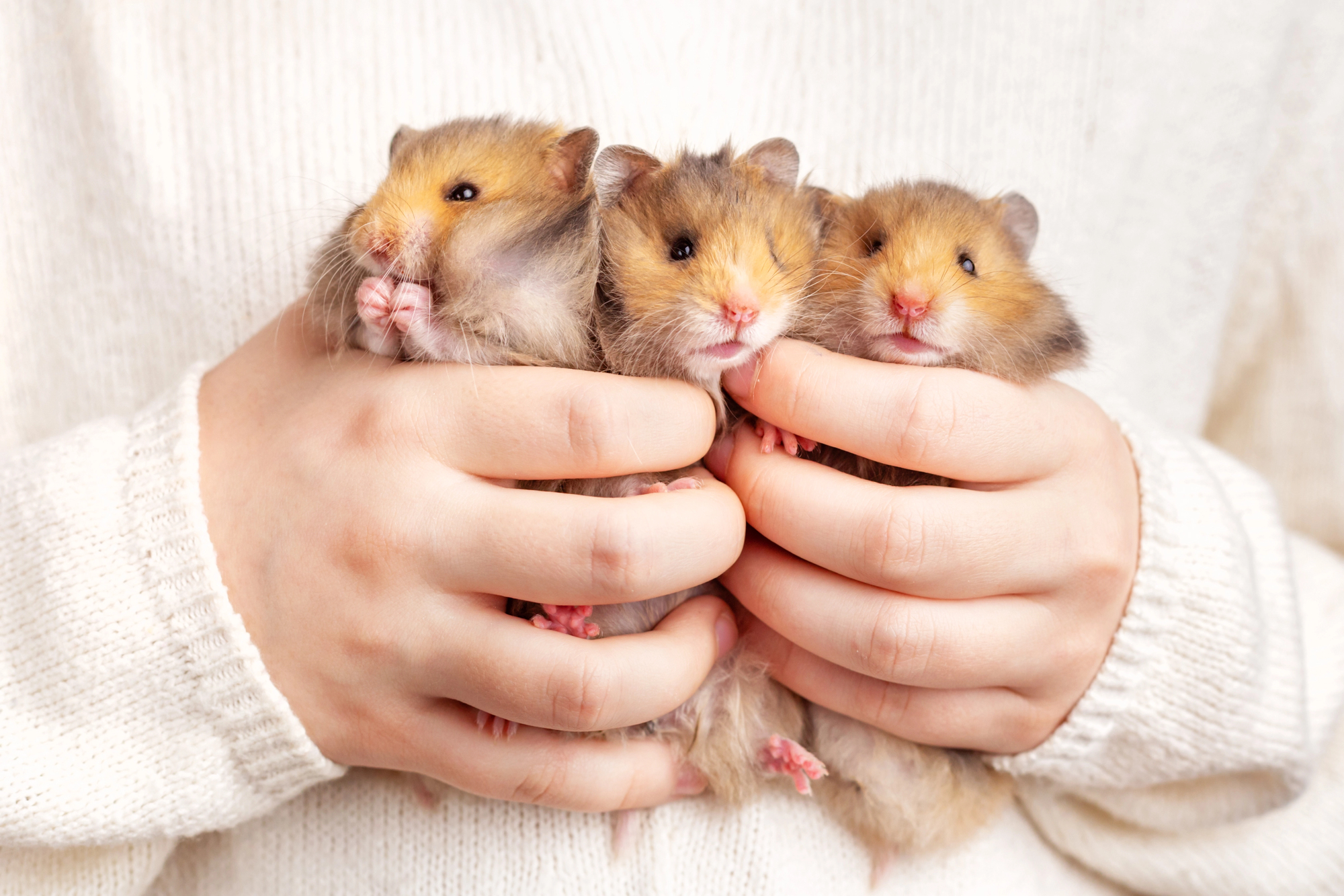 4. Goldhamster in Gruppen halten, geht das?