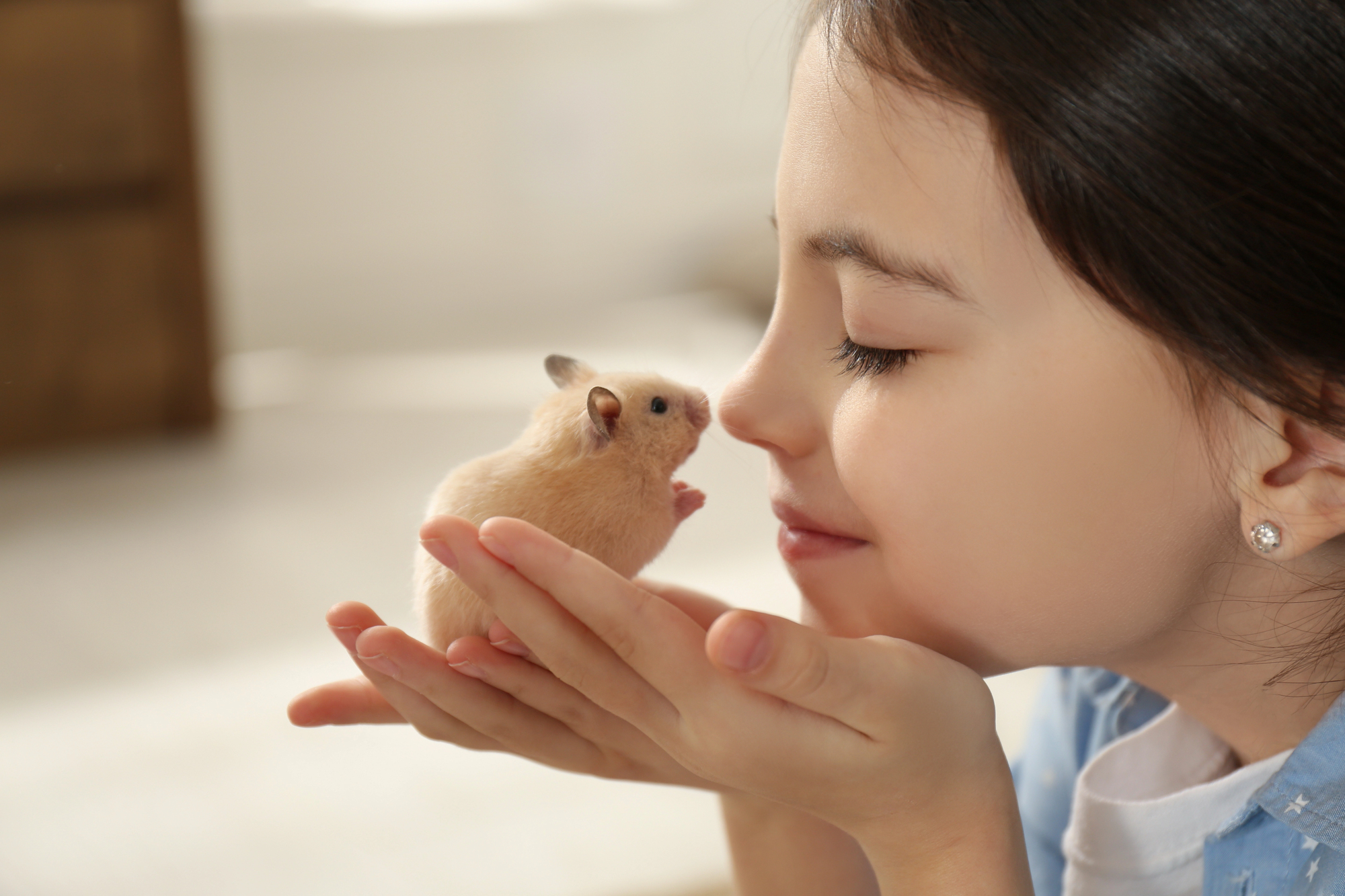 3. Goldhamster kaufen, aber wo?