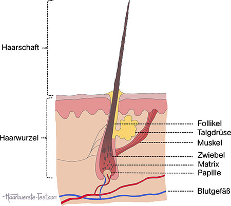 haaraufbau