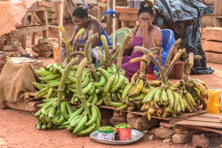 ACCRA - Mercato tipico ghanese : banane verdi conosciute come "platano", vengono consumate cotte (fritte o arrostite).