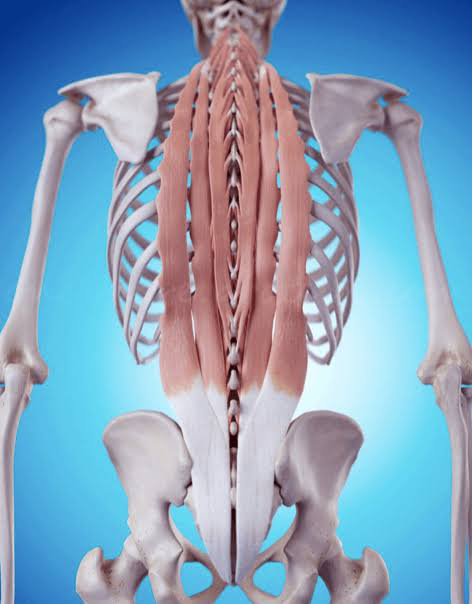 背中の筋肉が硬いと痛みの原因となります。