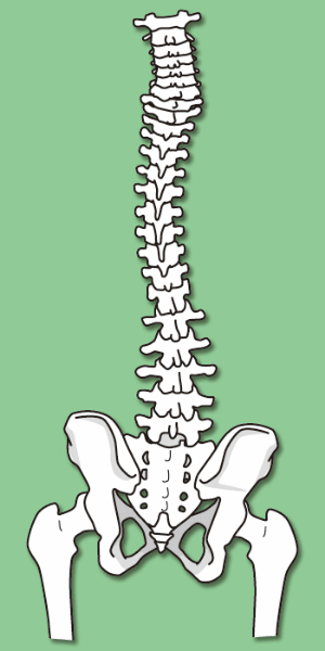 背骨の調整が自律神経調整となります。