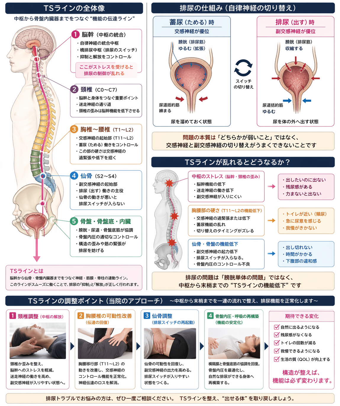 TSラインと排尿の仕組み解説図