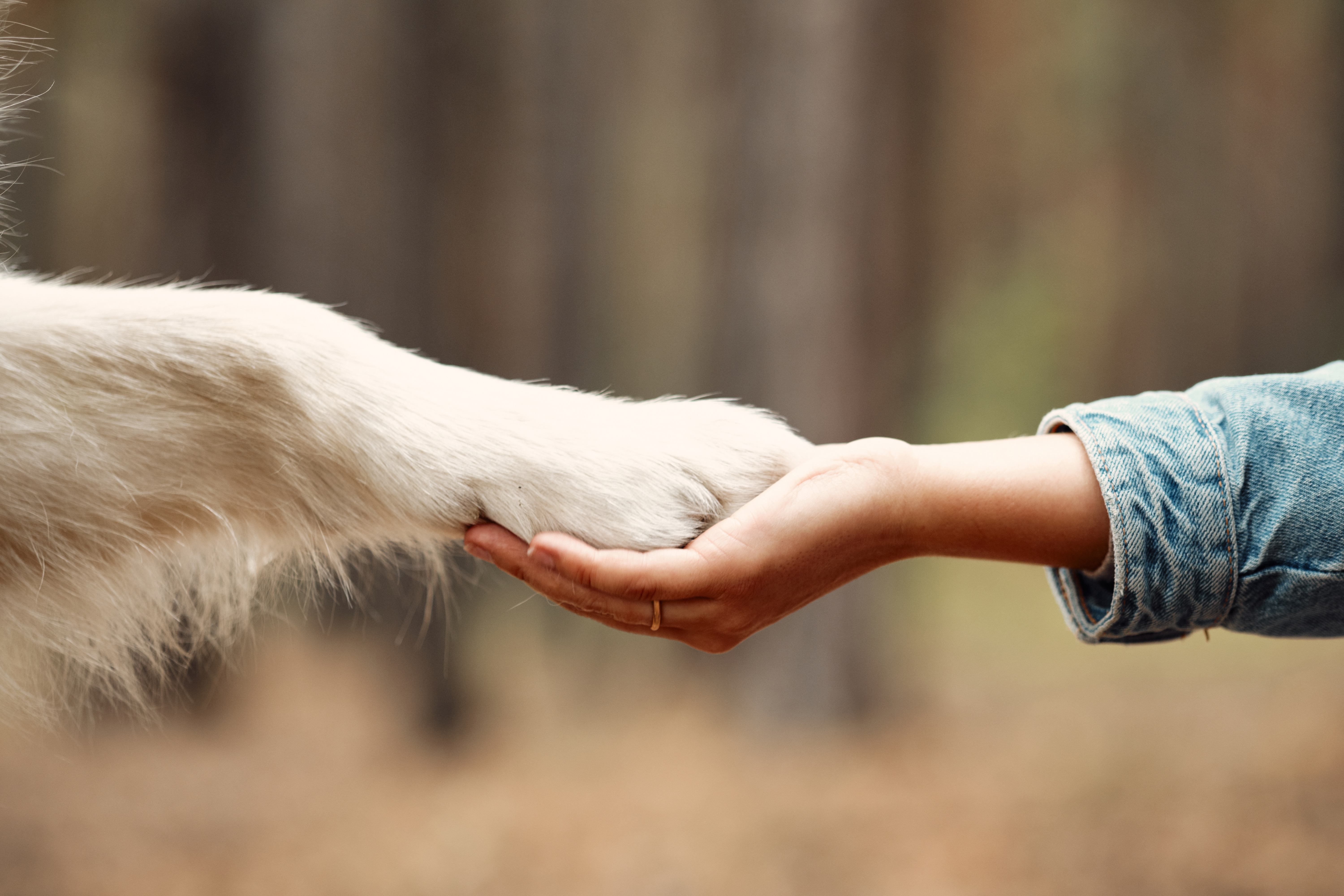 Intensivtraining Hundeschule Huber
