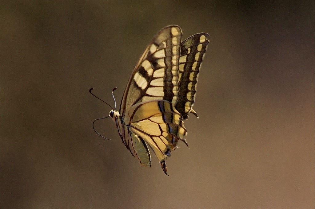 Flying in Ammouso bay