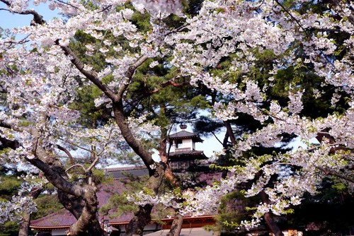 桜と箱館奉行所の写真をアップしました