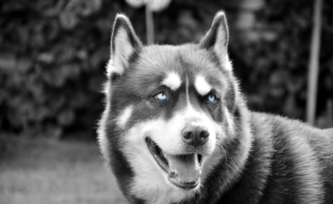 SAM Hund &amp; CO Übersicht SAM Hund &amp; CO Hundetraining / Hundeschule