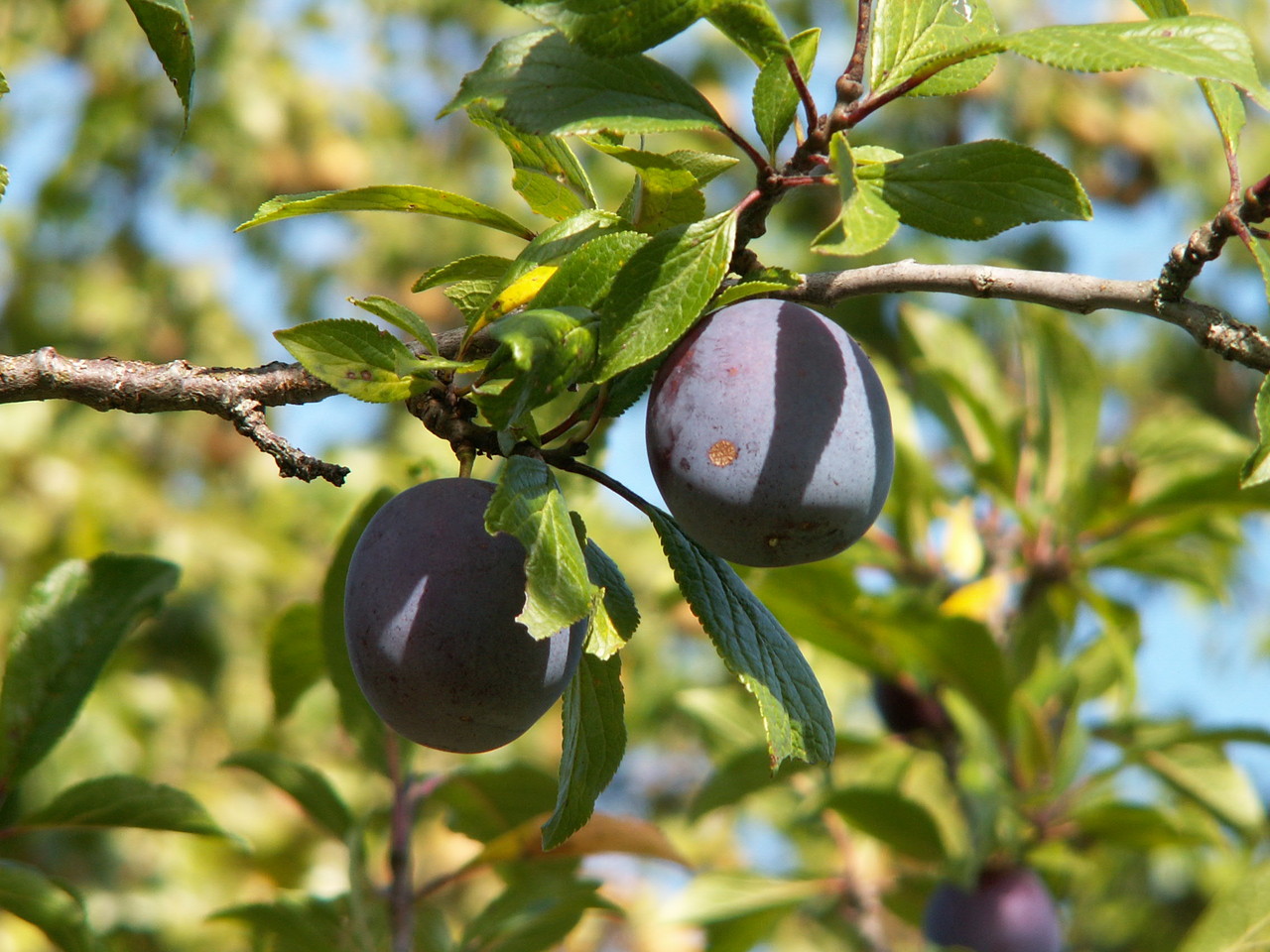Pruniers Site de la pepiniere grange