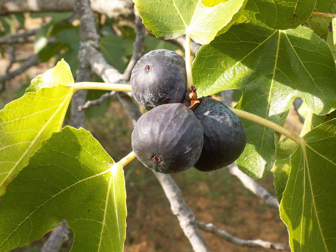 Figuiers Site de la pepiniere grange