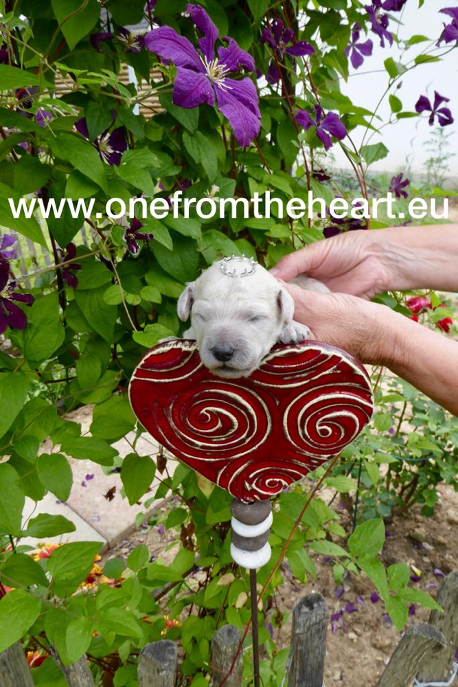 Welpenbilder von  der Standard Pudel - Zucht One from the heart, Offenburg, Renchen