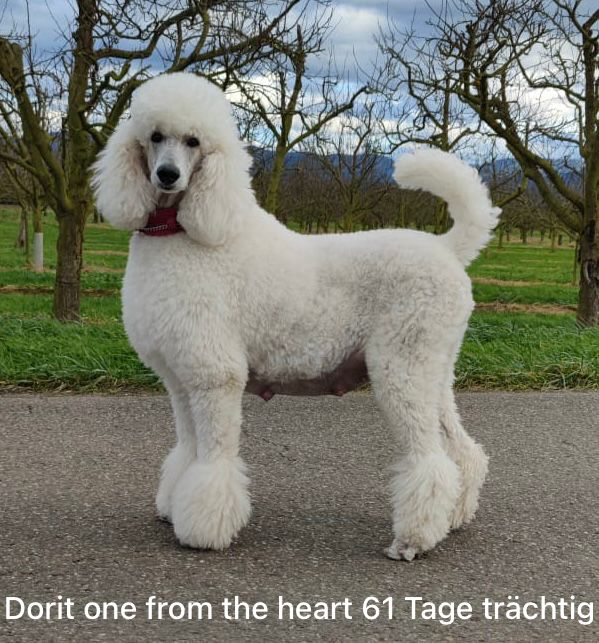 Weißer Standardpudel Dorit one from the heart, 61 Tage trächtig.