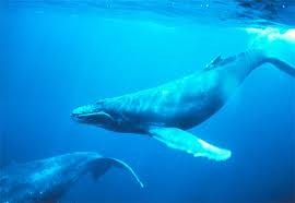 ハワイ クジラ イルカを愛する皆様へのメッセージ Aloha Spirit 古代ハワイの智慧