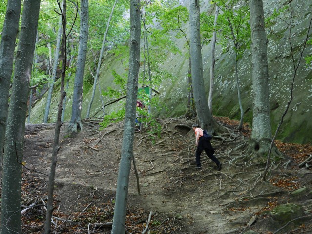 Hinein in den Düsterwald