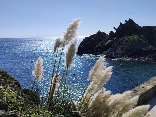 Blick auf die Klippen (Cornwall)