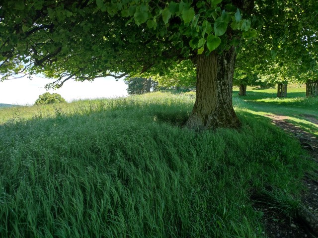 Schattende Lindenallee