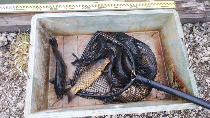 釣り竿船場 楽天市場】【キハダ フカセ 特化型】Battleships バトルシップス