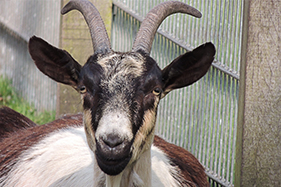 Tierpark Wildpark Ostrittrum