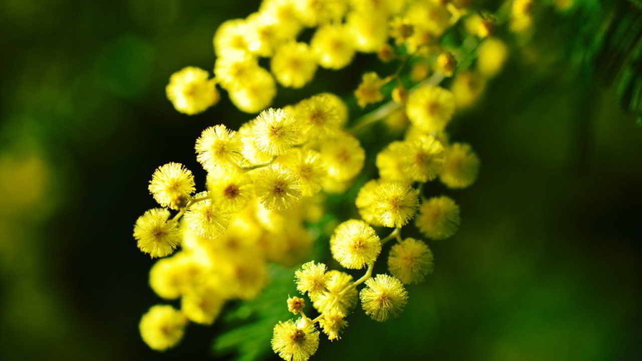 Donne in fiore e la giornata della donna