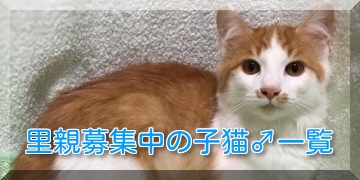 猫の里親を募集しています - みぶ里親会【栃木県・犬猫の里親探し 
