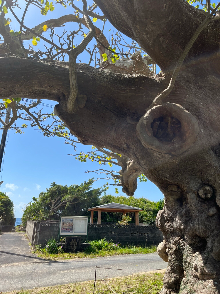 加計呂麻島　巨大デイゴの木