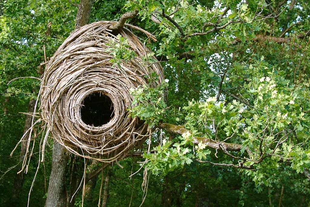 Visite - Le vent des forêts - Michel Petit