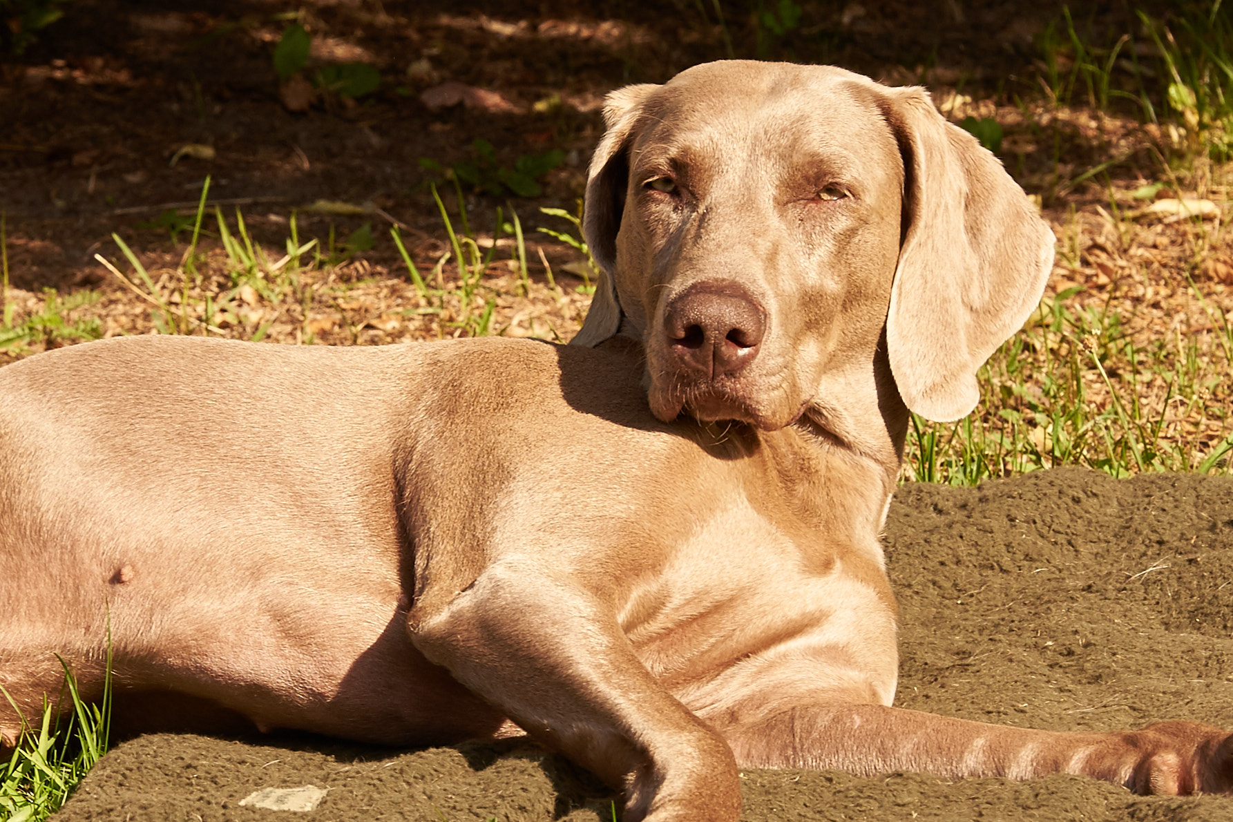 Adea beim Sonnenbaden