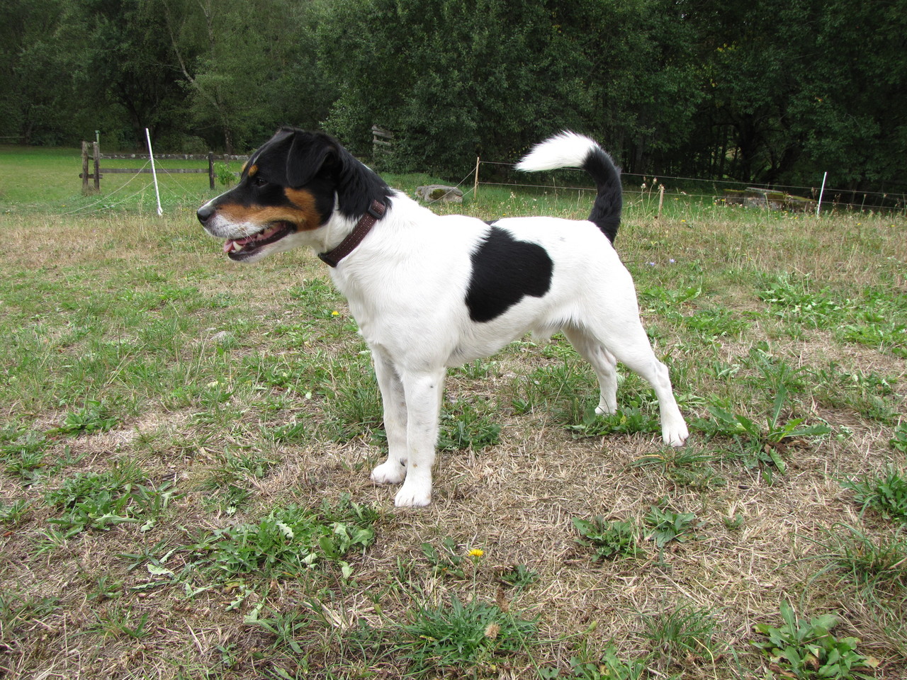 Unsere Hunde Parson Russell Terrier Zucht Schweiz