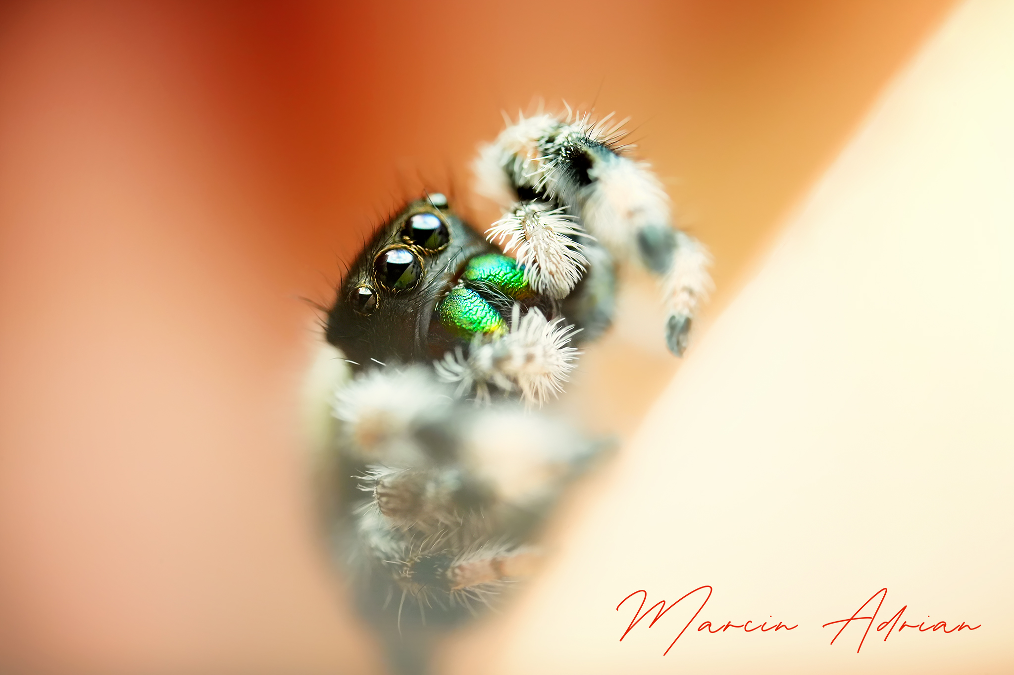 Phidippus regius Bahamas springspinnen, jumpingspider macro photography. Fotograf aus NRW - marcinadrian.de Aquaristik, Terraristik und Paludarium Fotograf