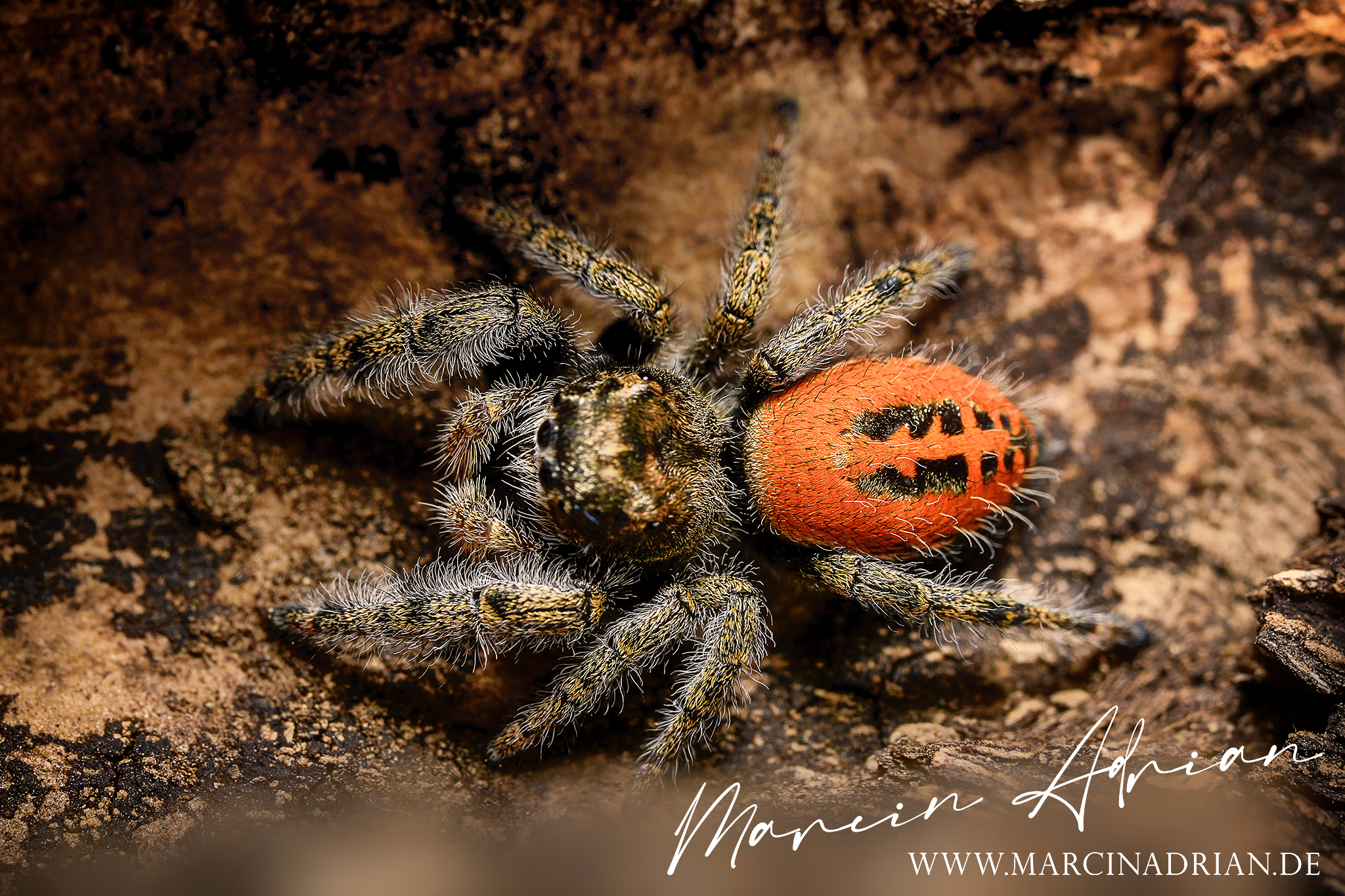 Phidippus texanus Männchen Springspinne / male Jumping Spider macro photography  Aquaristik, Terraristik Fotograf https://www.marcinadrian.de  #jumpingspider #jumpingspiders #jumpingspidersofinstagram #giantspider #spiderlover #travel #spiderlove #model #