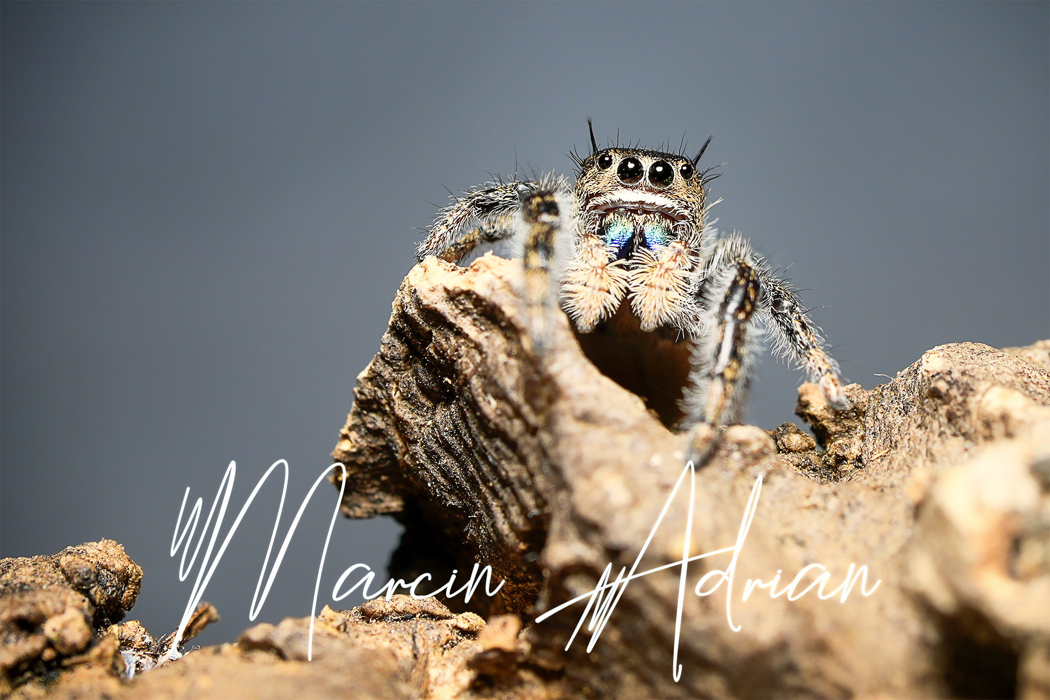 Phidippus texanus Männchen Springspinne / male Jumping Spider macro photography  Aquaristik, Terraristik Fotograf https://www.marcinadrian.de  #jumpingspider #jumpingspiders #jumpingspidersofinstagram #giantspider #spiderlover #travel #spiderlove #model #