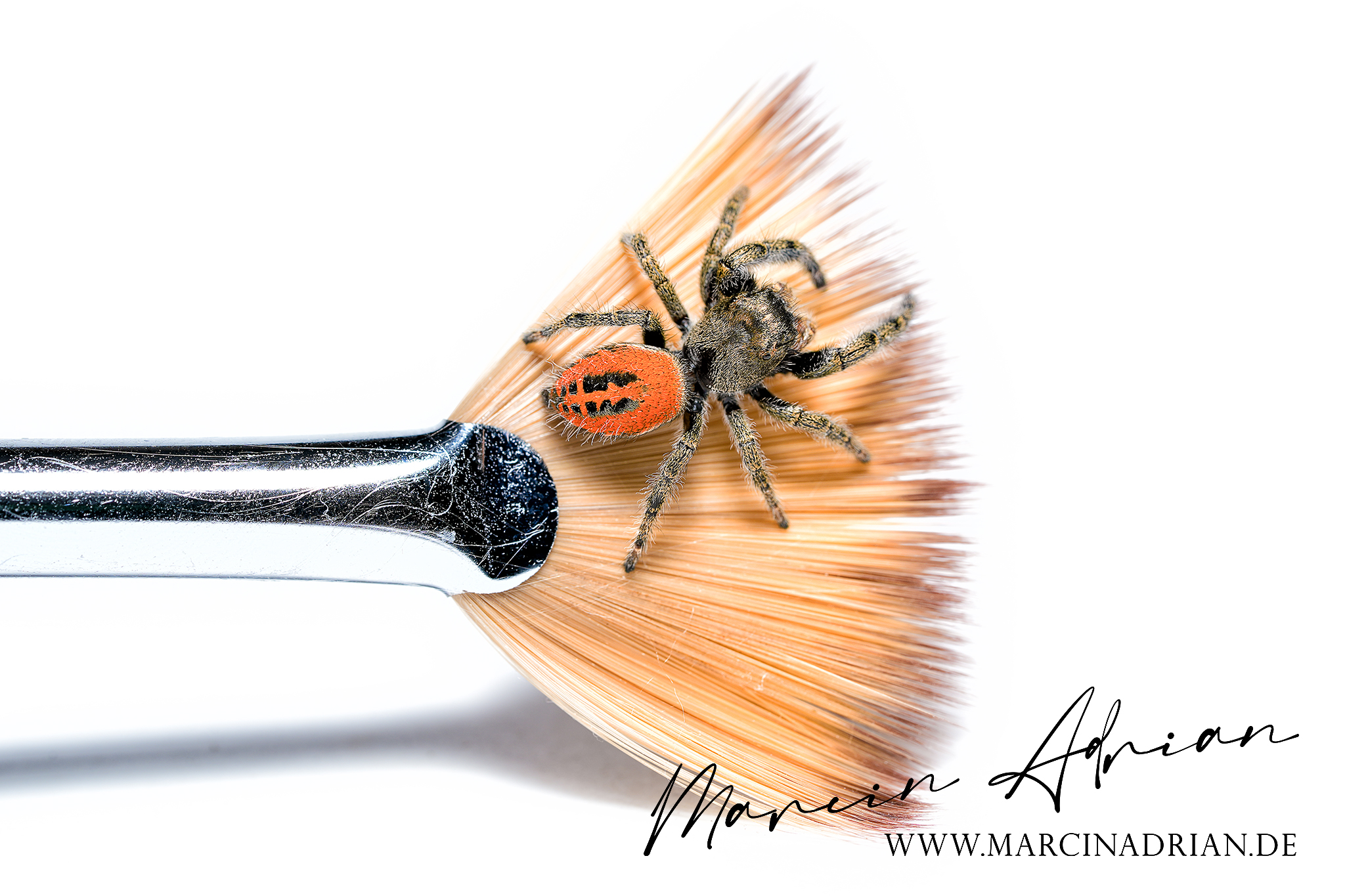 Phidippus texanus Männchen Springspinne / male Jumping Spider macro photography  Aquaristik, Terraristik Fotograf https://www.marcinadrian.de  #jumpingspider #jumpingspiders #jumpingspidersofinstagram #giantspider #spiderlover #travel #spiderlove #model #