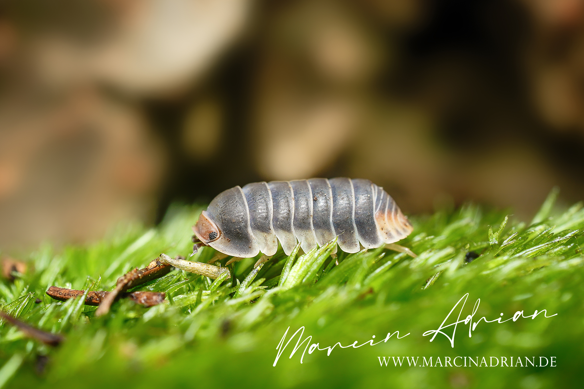 Asseln Arten / Isopoda species - Cubaris spec. “Pak Chong”  Marcin Adrian Aquaristik, Terraristik Fotograf Marcin Adrian Aquaristics, Terraristics Photographer