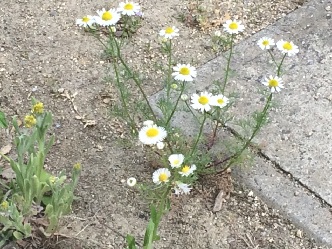 どっちのカモミール De Show 色と香りのセルフブランディング提案 Studio Die Sonne